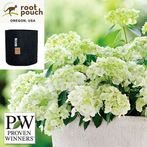 Ԗ ؂̕c/OWAiAWTCjFVf[j3.5|bgE[c|[`tiubN2Kj