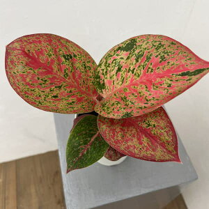 ϗtA/AOIl}Ft@C[[NX@4A