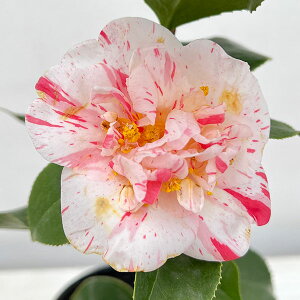 �Ԗ� ��؂̕c/�c�o�L�i�ցj�F���g�i�܂Ȃ݁j4.5���|�b�g