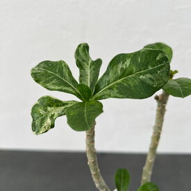観葉植物/アデニウム：散斑入り　4号鉢入り