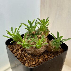 ϗtA/[tHrAFKrU@2.5XNGA