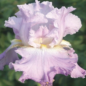 Ԃ̕c/W[}ACXFGg[W3.5|bg