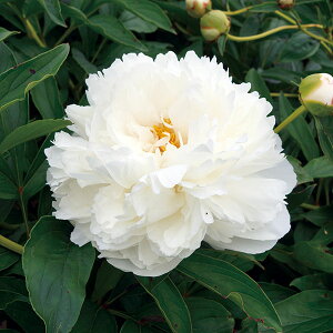 Ԃ̕c/VNNi䉖jFAJY4|bg