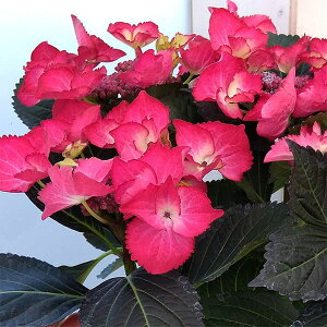 Ԗ ؂̕c/AWTCF_[NGWF3.5|bg