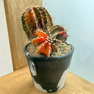 ϗtA/T{eFMmJLE@nCubh@524-08