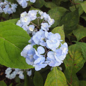 Ԗ ؂̕c/}AWTCFGULA}`idÒj4|bg