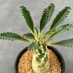 ϗtA/hXejAFuj[ 2.5A24-01