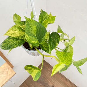 ϗtA/|gXFemNX^O[@5݂蔫