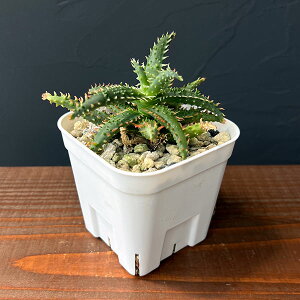 ϗtA/AGFJXeBjAG nCubg 324-12