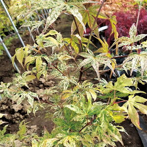 �Ԗ� ��؂̕c/���~�W�i�J�G�f�j�F���_�i�E�L�O���j3.5���|�b�g