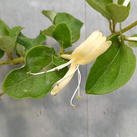 草花の苗/ロニセラ(ハニーサックル）：クリーム5号鉢植え