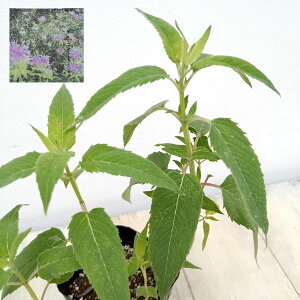 n[u̕c/xKbg:Ch3|bg 6Zbg