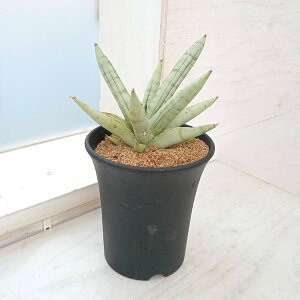 ϗtA/TZxAFVo[NE@3.5A