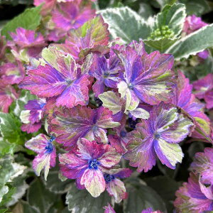 Ԗ ؂̕c/AWTCFXpCXNo.2@3-3.5|bg