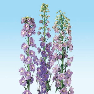 Ԃ̕c/ftBjEF}WbNtHeXJCu[3|bg 6Zbg