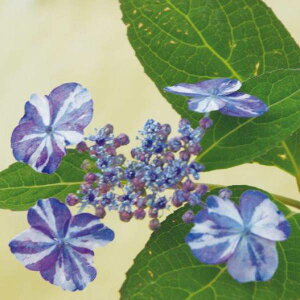 Ԗ ؂̕c/}AWTCFqEKV{iij3|bg