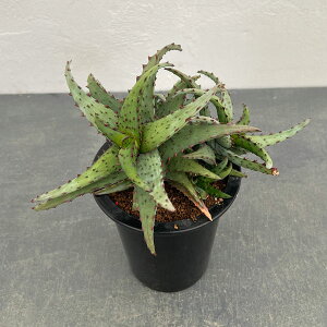 ϗtA/AGFJXeBjAG@3.5O