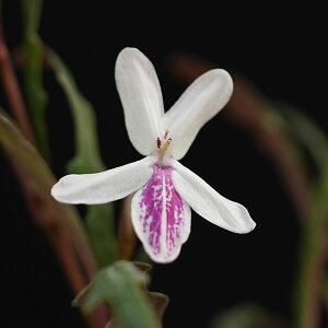 Ԃ̕c/j[JhjAvcFvZEfeEVkAc4|bg