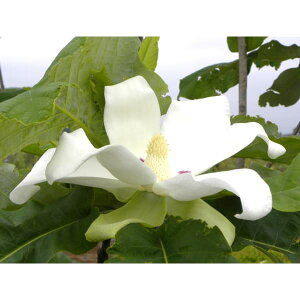 Ԗ ؂̕c/}OmAFAVFC3.5|bg