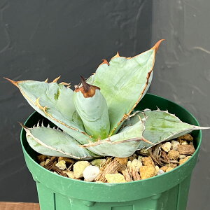 ϗtA/AKxF`^m^ V[Niρj 4A23-01