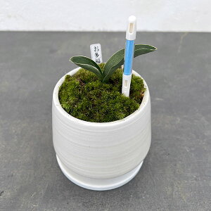 ϗtA/IgiNjFEA^SETXeB[t