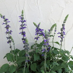 Ԃ̕c/i킯jx_[Z[WiTrAECfBSXpCj5A