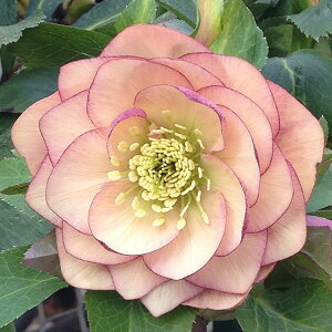 NX}X[YF[i䂤Ȃj3.5|bg