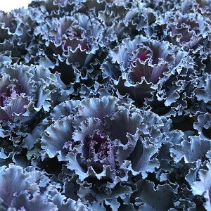 Ԃ̕c/n{^FpjG2.5O|bg 3Zbg