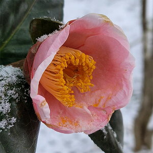 Ԗ ؂̕c/ցicoLjF()3.5-4|bg