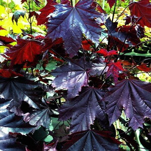 Ԗ ؂̕c/mEF[JGfFN]LO3.5`4|bg