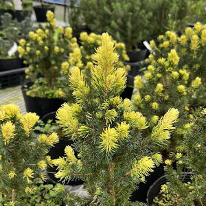 Ԗ ؂̕c/Ji_gEqFC{[YGh5|bg