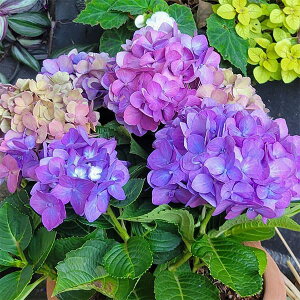 Ԗ ؂̕c/AWTCFHBAfB@tBI[ p[v5|bg