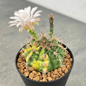 ϗtA/MmJLEFWсiXCREJjVLj3A