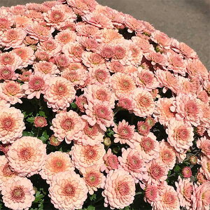 Ԃ̕c/|bgNTZ}EA[h T[4