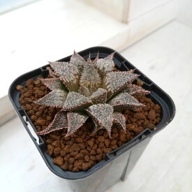 観葉植物/ハオルチア：白銀城　2.5号鉢植え