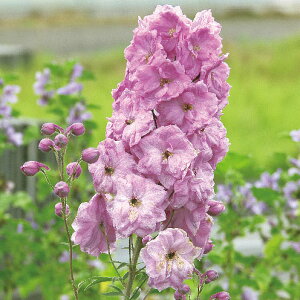 Ԃ̕c/ftBjEFsNp`3.5|bg