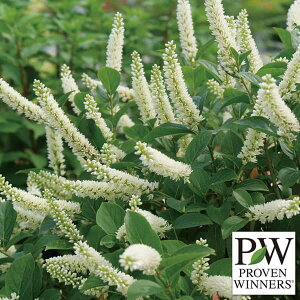 Ԗ ؂̕c/CeAFXm[tBY5A