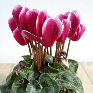 Ԃ̕c/VNF~j@X[p[xmtW_[NoCIbg2|bg