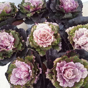 Ԃ̕c/n{^FqgCCgiۗtnj2.5|bg 3Zbg