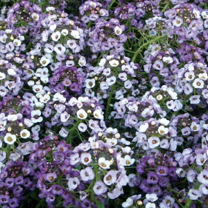 Ԃ̕c/XC[gAbTFNANX^ x_[VF[h3-3.5|bg