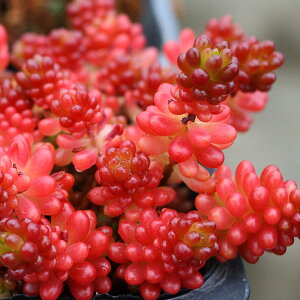 ϗtA/Z_Fbhx[2.5|bg 5Zbg