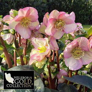 �N���X�}�X���[�Y�F*HGC Ice N�froses �X���K�N �C�^���A�[�m ���[�b�^4.5���|�b�g