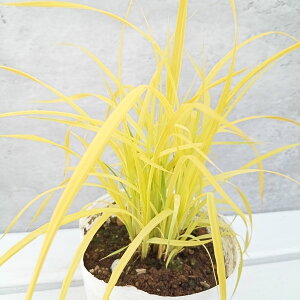 ���Ԃ̕c/�J���b�N�X �G���[�^ �I�[���A2.5���|�b�g