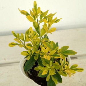 �Ԗ� ��؂̕c/�v�������[�Y�W���X�~���E�o���G�K�[�^�i������j2.5-3���|�b�g