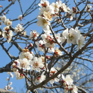 Ԗ ؂̕c/niEiԔ~jF~igEWj~͎d4A