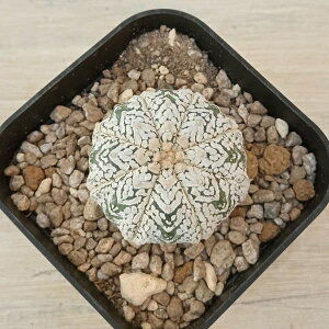 ϗtA/i킯jAXgtBcF V^Cv 6cmXNGA23-06