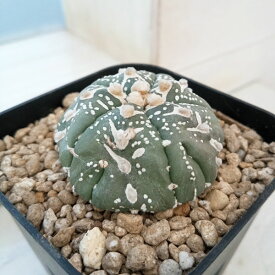 観葉植物/アストロフィツム：兜丸 Vタイプ 6cmスクエア鉢23-26