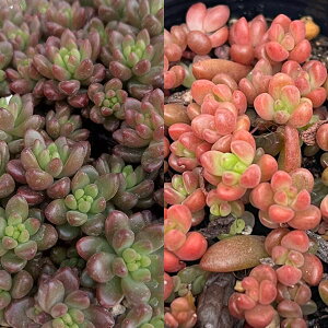 ϗtA/Z_FzCgXg[Nv 2|bg