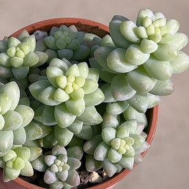 観葉植物/セダム：シンタマツヅリ 2号ポット