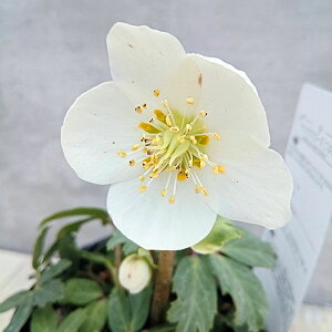 ãNX}X[YinjFjQ@͂3.5|bg 3Zbg